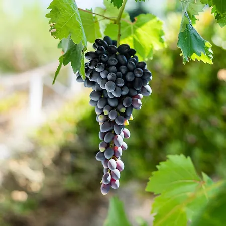 Lantställe Kostantakis Winery Estate Pollonia